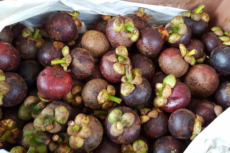 ilustrasi buah manggis. musim manggis tiba setiap Januari hingga April di daerah Jawa. 