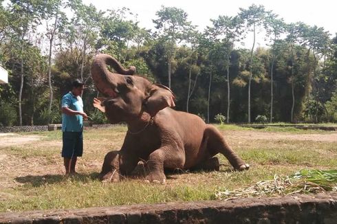 Lima Gajah di Candi Borobudur Dipindah ke Semarang dan Yogyakarta