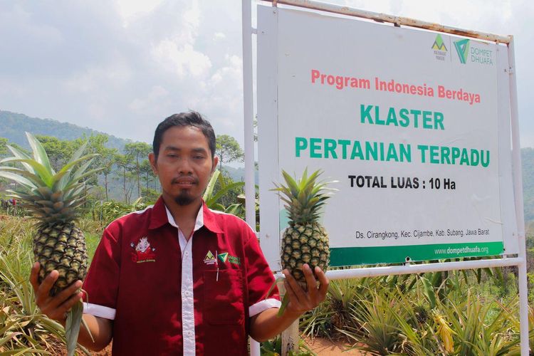 Para penerima manfaat program kebun Indonesia Berdaya Dompet Dhuafa, menunjukkan nanas hasil panenannya.
