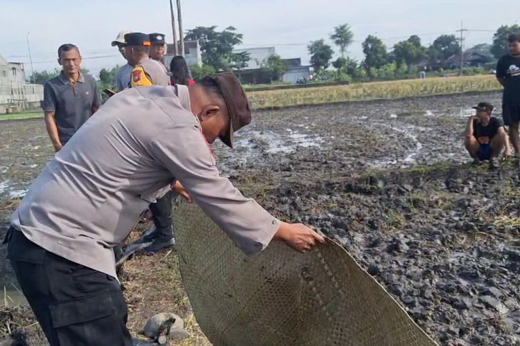 Polisi melakukan olah tempat kejadian perkara kasus pria bernama Saljum (41) ditemukan tewas tersetrum jebakan tikus beraliran listrik saat berburu belut di area persawahan di Desa Klitik, Kecamatan Geneng, Kabupaten Ngawi, Jawa Timur, Minggu (19/1/2025)