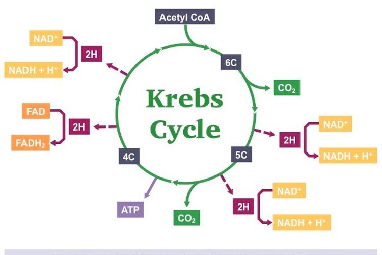 Soal UAS Biologi: Siklus Krebs Katabolisme Karbohidrat Halaman all