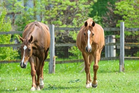 Penelusuran Genetik Ungkap Asal Nenek Moyang Kuda Modern
