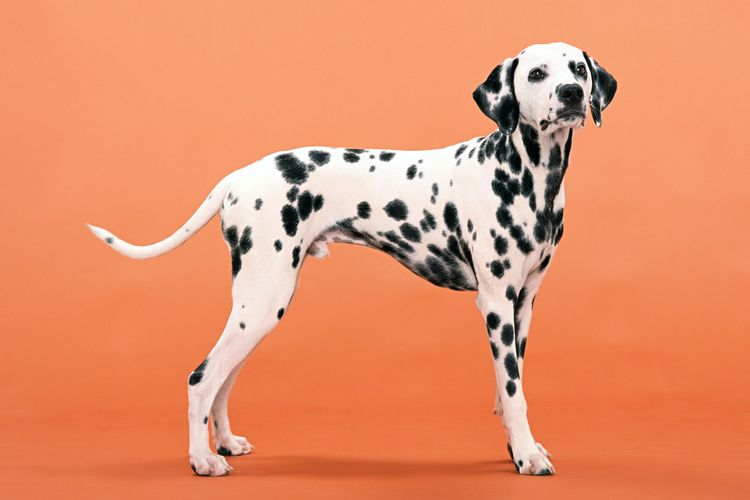 Ilustrasi anjing Dalmatian.