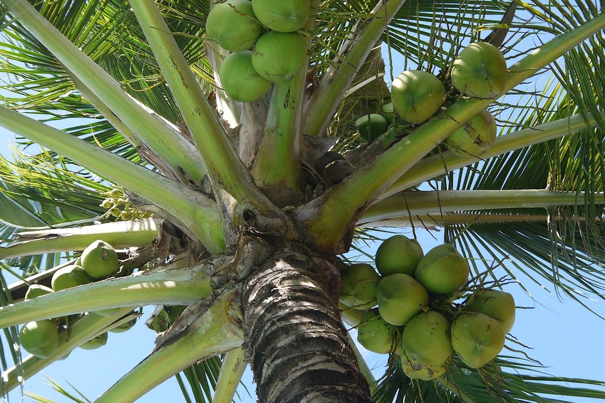 Ilustrasi tanaman kelapa, pohon kelapa. 