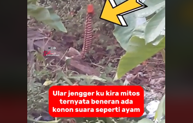 Beredar Penampakan Diklaim Ular Jengger Bersuara Mirip Ayam ...