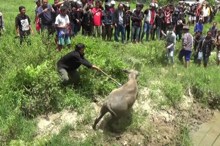 Sanksi Adat “Diparraukan” Bagi 3 Pelaku Perkosaan Digelar Tokoh Adat Mamasa Secara Terbuka