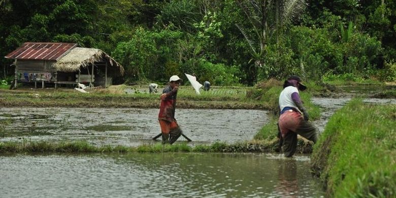 Warga desa tidak dapat pergi ke kebun yang jauh pascapembunuhan.