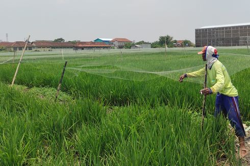 191 Petani Demak yang Gagal Panen Dapat Bantuan Rp 31,7 M dari Jokowi