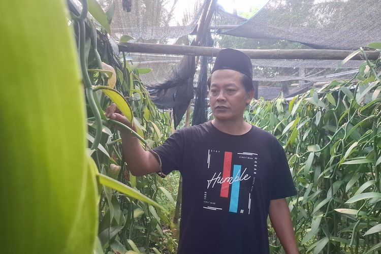 Dari Lahan Mati Jadi Harapan Baru, Kisah Asngadi Tanam 'Emas Hijau' di Pekarangan Rumah