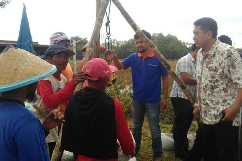Panen Raya, Bulog Serap Gabah Petani di Ngawi dan Madiun 
