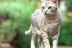 Waspada Penyebaran Toksoplasma Lewat Tinja Kucing