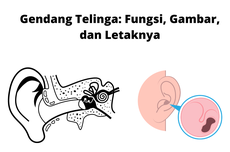 Gendang Telinga: Fungsi, Gambar, dan Letaknya