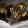 Soal Penemuan 20 Bangkai Kucing di Banjarmasin, Polisi Sebut Milik Petshop yang Mati karena Sakit