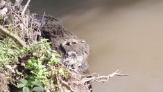 Damkar Bantul Evakuasi Buaya yang Sedang Berjemur di Tepi Sungai Opak