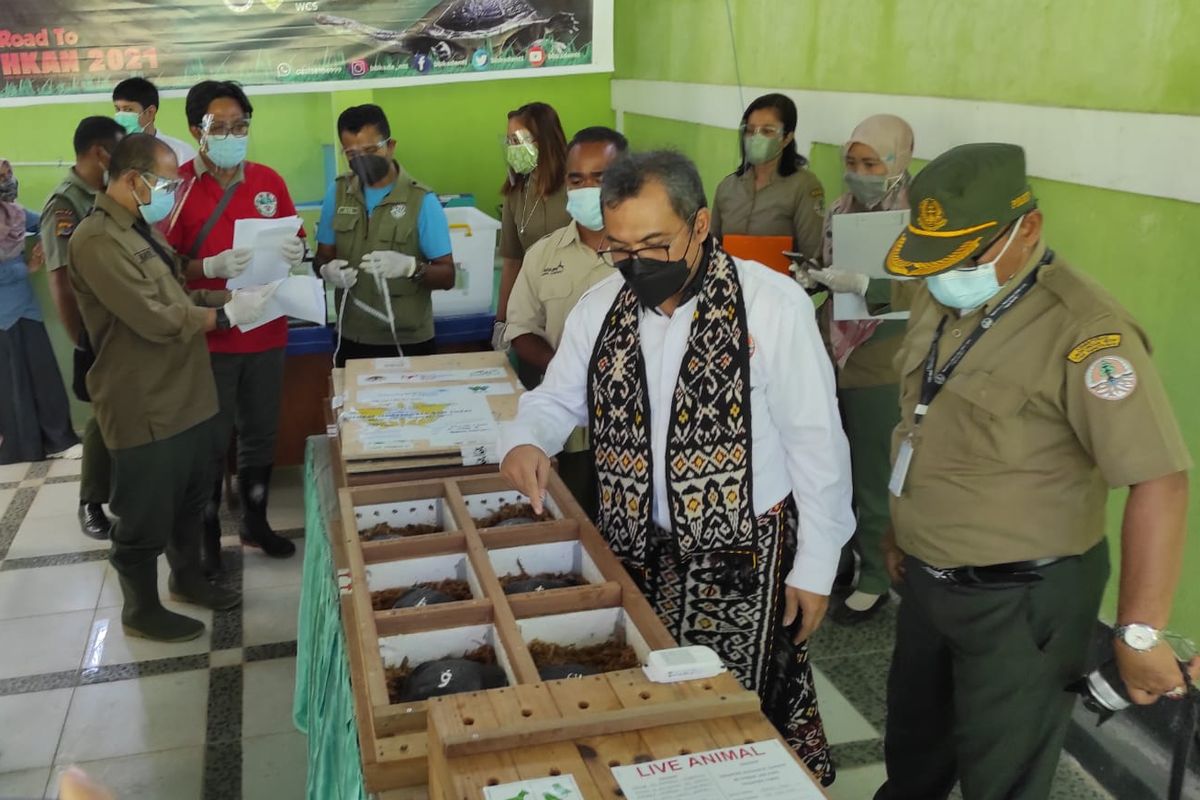 Kepala Balai Besar Konservasi Sumber Daya Alam (BBKSDA) NTT Arif Mahmud, saat melihat kondisi kura-kura leher ular yang berada di tempat penangkaran di Kota Kupang