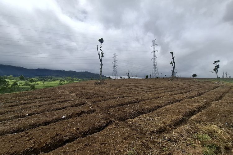 Lahan perkebunan teh di Pangalengan, Kabupaten Bandung, Jawa Barat, yang digunduli sekelompok orang dan akan digantikan tanaman sayur, masih dalam proses penanaman kembali bibit teh, Jumat (25/4/2025)