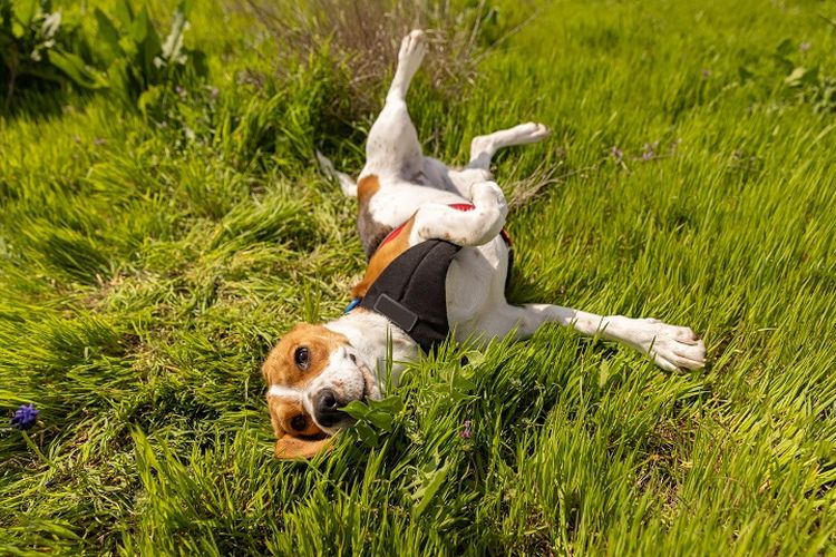 Ilustrasi anjing berguling-guling di rumput.