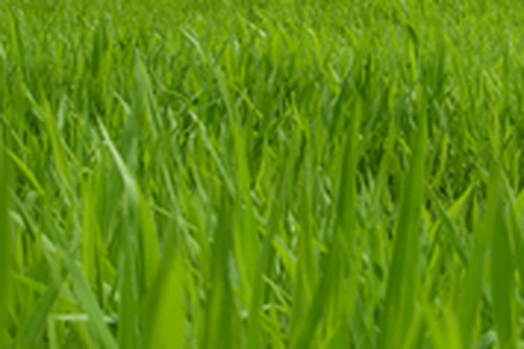 ilustrasi rumput pakchong