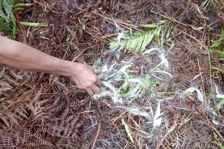 Lokasi tempat ditemukannya bangkai kambing setelah dimangsa seekor harimau Sumatera di Riau.