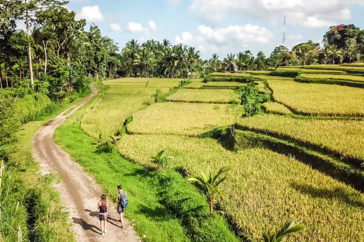 Pemandangan Desa Tetebatu didominasi hamparan sawah nan hijau mirip seperti di Ubud, Bali. 