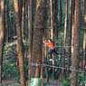 Sehari Keliling Salatiga, Menikmati Sop Legendaris sampai Hutan Pinus yang Sejuk