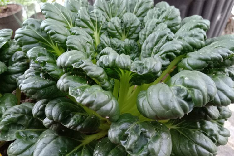 Sawi pagoda, budidaya sawi pagoda