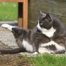 8 Tips agar Kucing Lebih Menyukai Kita