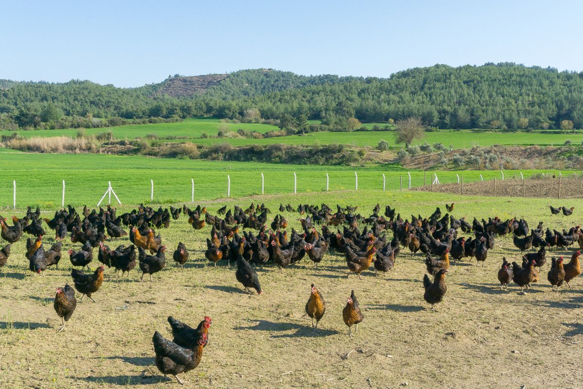 Ilustrasi ayam yang dipelihara dengan cara free range