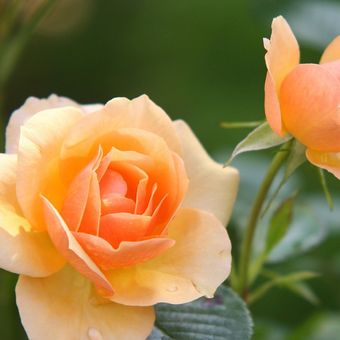 Ilustrasi bunga mawar oranye. 