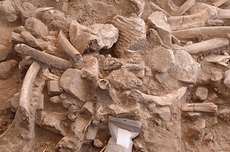 Temuan Tulang Mammoth Bantu Ungkap Kapan Manusia Pertama Kali Huni Amerika