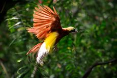 Asal Burung Kakaktua, Kasuari, dan Cenderawasih Jadi Hewan Australis