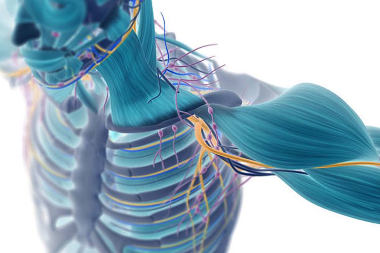 ilustrasi sistem muskuloskeletal pada tubuh manusia.