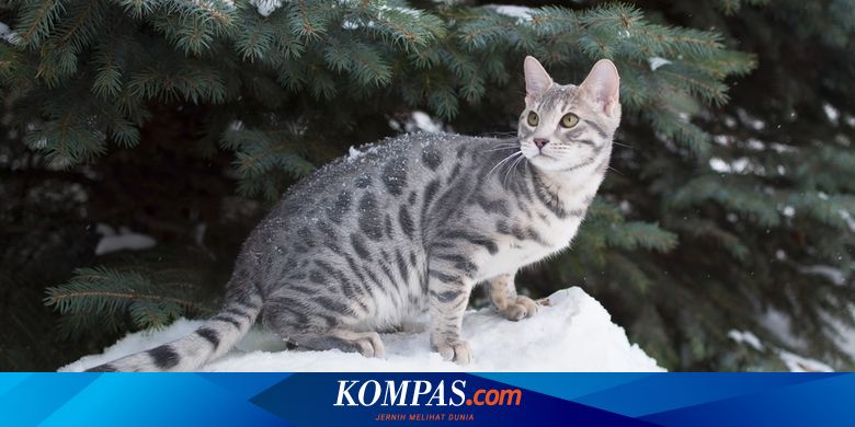Kenalan dengan Kucing Bengal Biru, dari Asal Usul hingga Fakta Menarik