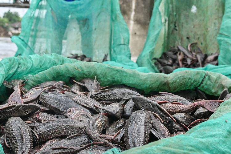 Selisih Harga Buka Celah Pedagang Gunakan Ikan Sapu-sapu untuk Siomay