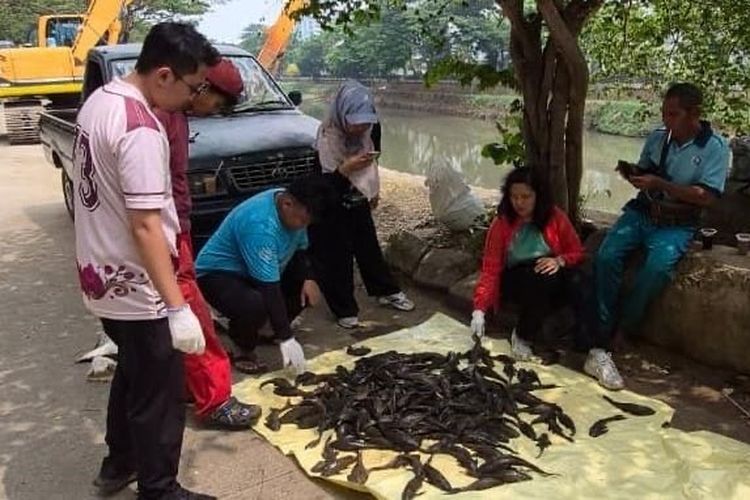 1,2 Ton Ikan Sapu-sapu Ditangkap dari Kali hingga Waduk di Jakbar