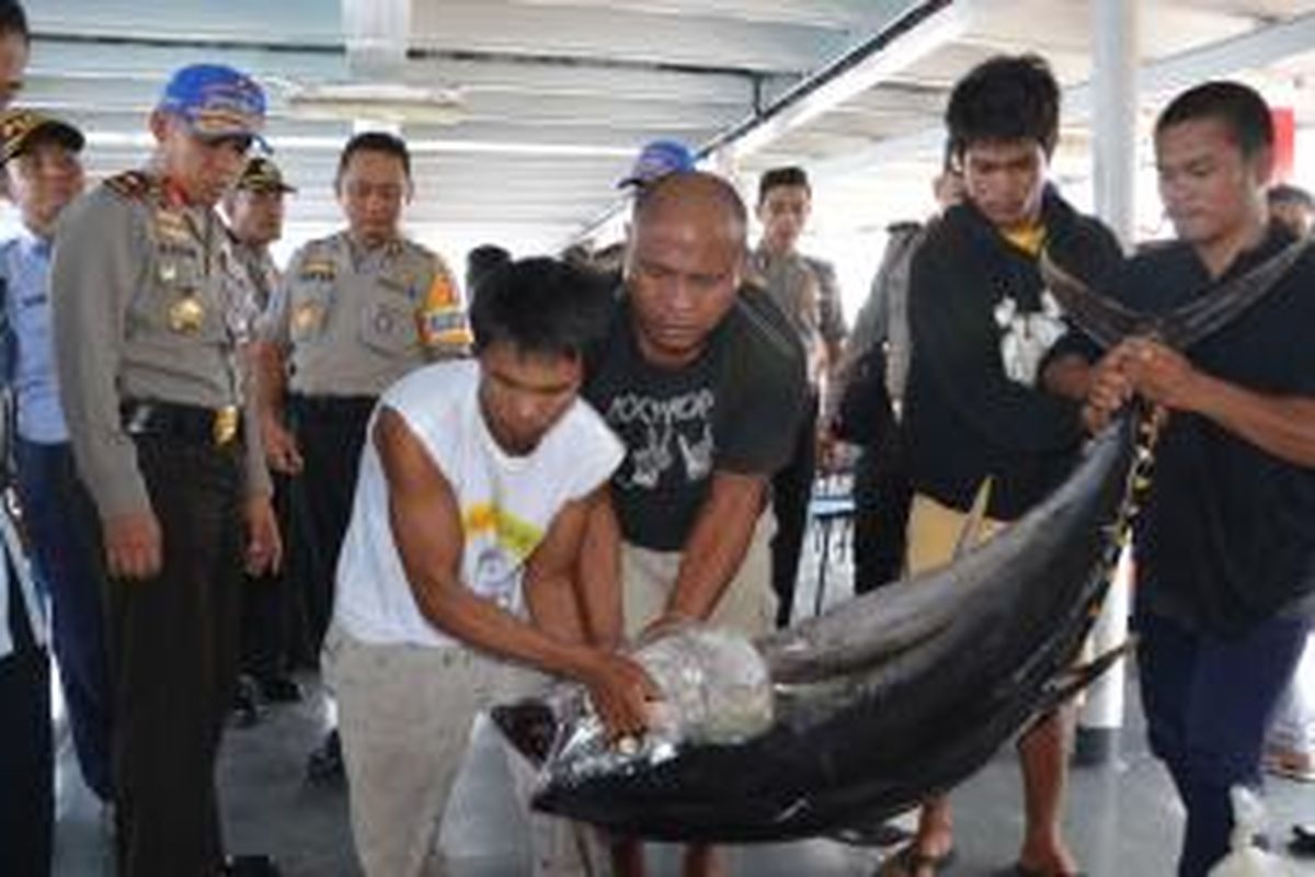 Satu dari sekian ratus ikan tuna hasil illegal fishing yang diamankan polisi di perairan Halmahera, Maluku Utara