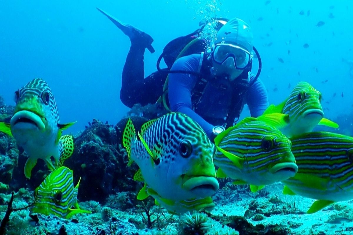 Pariwisata Raja Ampat