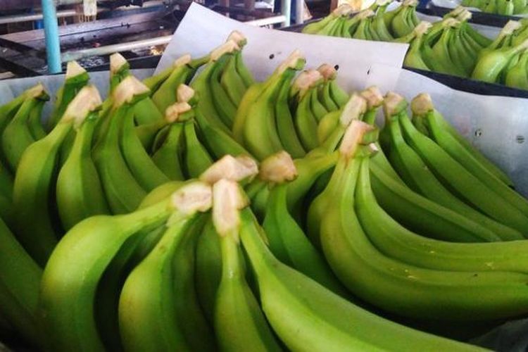 Pisang cavendish berkulit mulus yang telah dibersihkan. Pisang ini akan matang dan berubah menjadi kuning untuk siap dimakan.