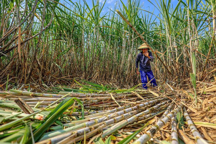 Catatan Kritis-Strategis Rencana Kebijakan Integrasi Industri Gula Nasional