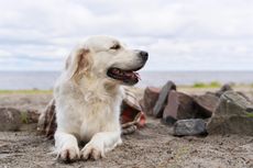 Penyebab Anjing Makan Batu dan Cara Menghentikannya