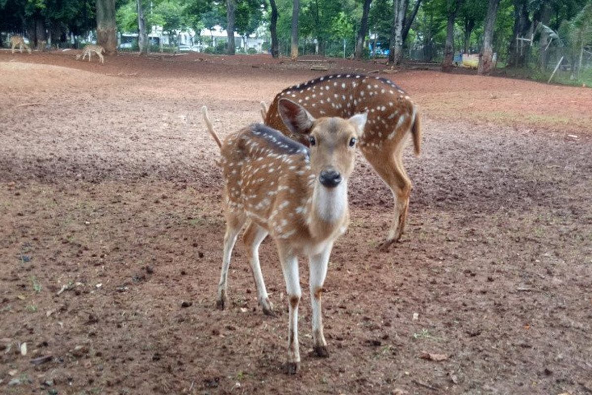 Rusa tutul betina yang ada di Taman Rusa Monas, Rabu (22/1/2020). () 