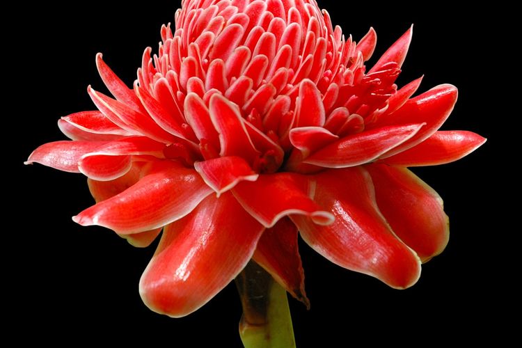 Ilustrasi bunga kecombrang (Etlingera elatior). 