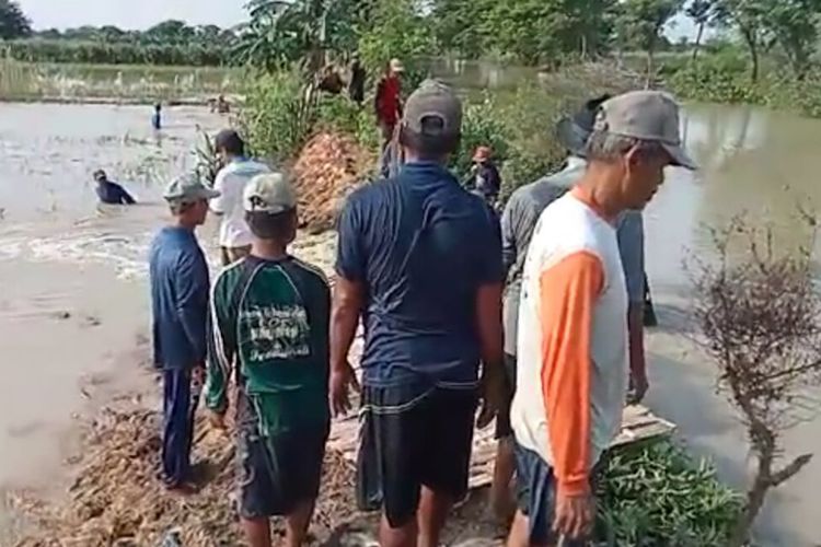 Salah satu titik tanggul yang ambrol, akibat curah hujan tinggi yang terjadi di Kabupaten Lamongan, Jawa Timur.