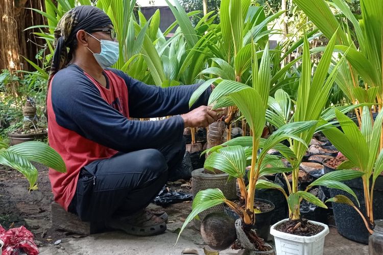 Agus Supriyadi merawat bonsai kelapanya yang ia budidayakan di kawasan hutan Kota Semarang, kompleks Taman Budaya Raden Saleh (TBRS) Semarang, Sabtu (24/7/2021).