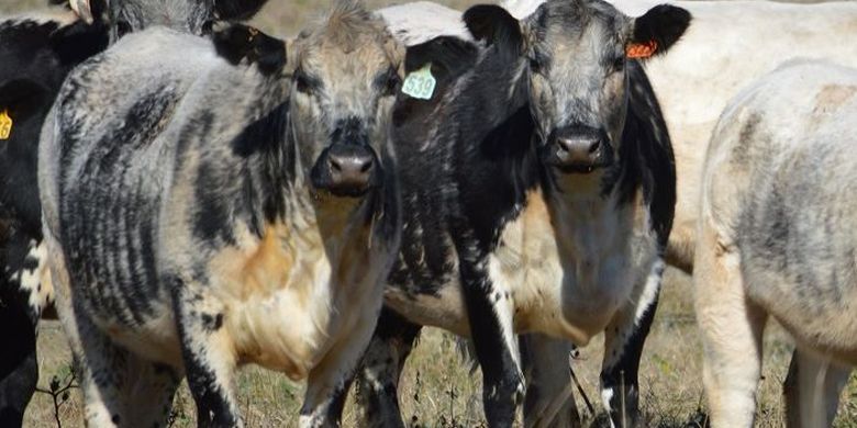 Ceny mäsa v Austrálii sú teraz najdrahšie na svete, ako to, že?  Všetky strany