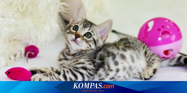 Apakah Kucingmu Pintar Ini Cara Mengukurnya Halaman All Kompas Com