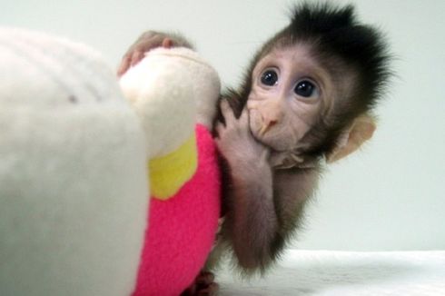 Ilmuwan China Berhasil Kloning Monyet, Apakah Manusia Selanjutnya?