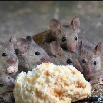 Ilustrasi tikus makan garam yang bisa mengusirnya dari rumah.