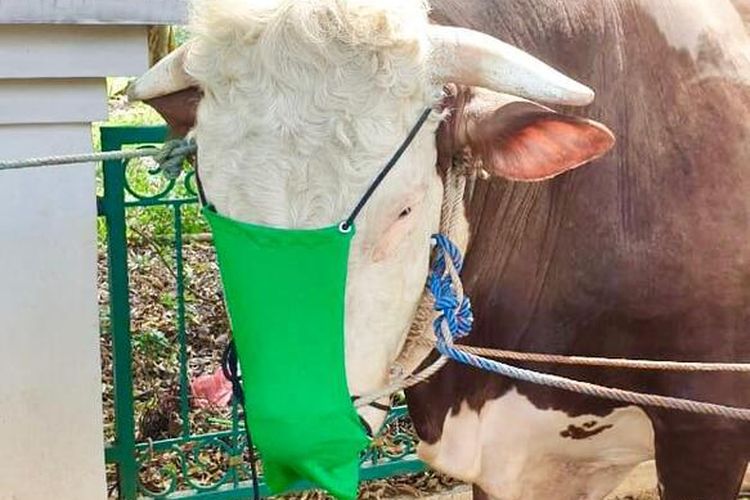 Sapi kurban milik Bupati Bogor Jawa Barat, Ade Yasin dipasangi masker sebagai simbol kampanye protokol kesehatan di tengah pandemi virus COVID-19 yang masih terus berlarut, Jumat (31/7/2020).