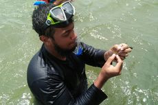 Sulitnya Melacak Ikan Duyung dan Lamun di Perairan Kotawaringin Barat